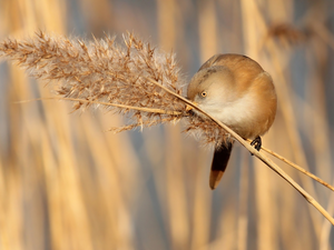 grass, Bird, Bearded Tit