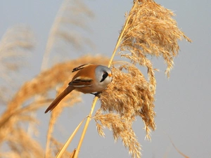 Bearded Tit, grass