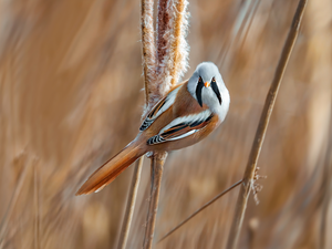 grass, Bearded Tit, male, Bird