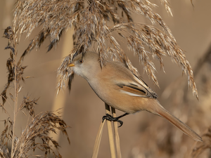 Bird, Bearded Tit, grass, female