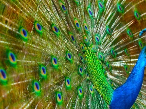 Beatyfull, peacock