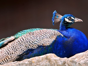 Beatyfull, peacock