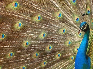 peacock, tail, feather, Beatyfull