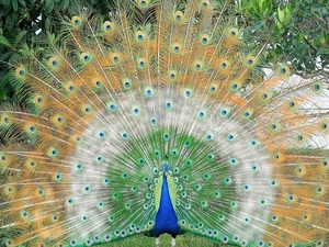 Beatyfull, peacock