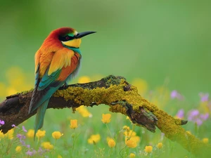 Flowers, branch, Bird, bee-eater, color