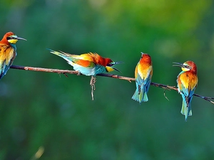 bee-eater