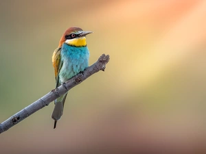color, bee-eater, branch, Bird