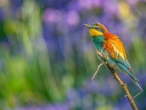 color, bee-eater, twig, Bird
