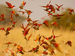 color, Bee-eaters, Crimson, flying