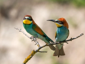 birds, Bee-eaters, twig, Two
