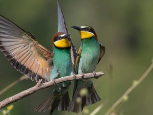 Two cars, European bee-eater, Twigs, birds