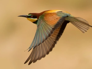 bee-eater, flight