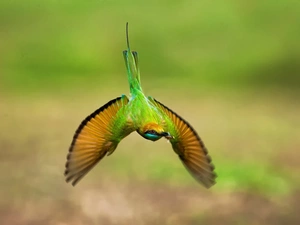 bee-eater, fly