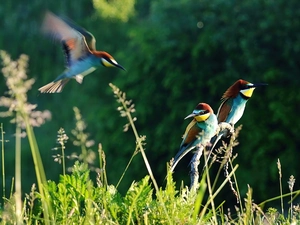 Bee-eaters, grass