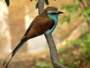 bee-eater, twig