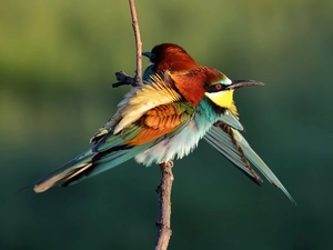 Bee-eaters, twig