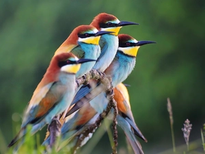 Bee-eaters, twig