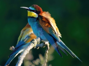 Bee-eaters, twig