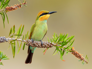bee-eater, Twigs