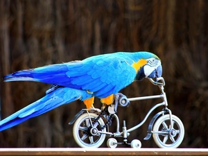 Bicycle, Clever, ara