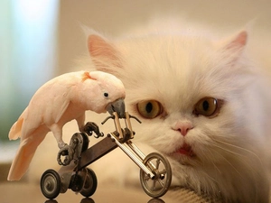 kitten, Bicycle, Eyes, little parrot