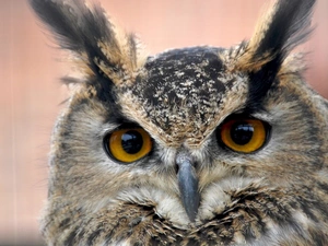 owl, Big, Eyes, eagle-owl