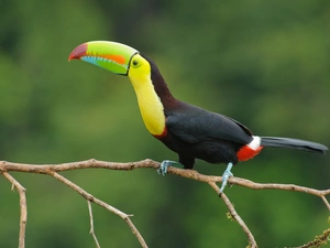 branch, Toucan, Keel-billed