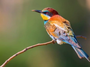 bee-eater, color, Bird