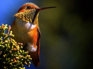 Bird, humming-bird