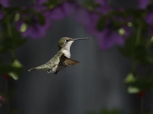 Bird, humming-bird