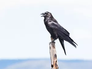Bird, Crow, Black