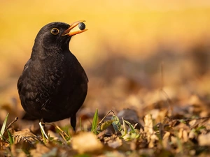 Bird, Blackbird