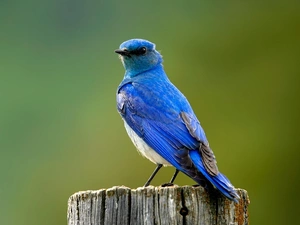 blue, bunting, trunk, Bird