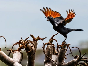 branch pics, crow, Bird