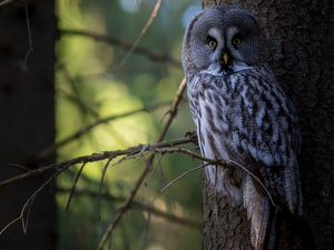 Bird, Tawny owl great gray owl, branch pics, owl