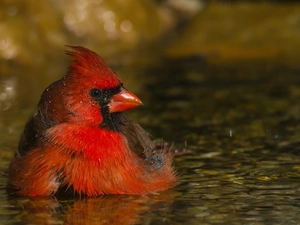 Bird, cardinal