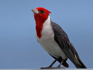 Bird, cardinal