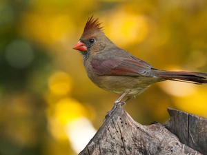 Bird, cardinal