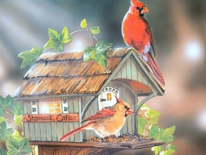 Bird, birds, Cardinals