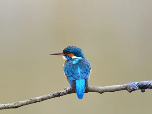 color, kingfisher, twig, Bird