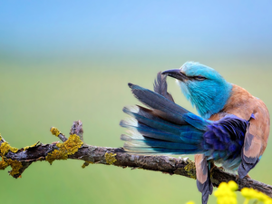 color, Kraska, twig, Bird