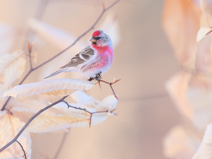 Twigs, Bird, Common Redpoll, Leaf