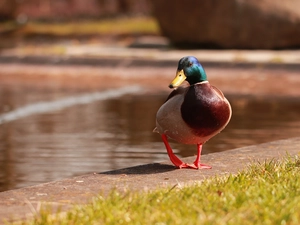 Bird, duck, crossing