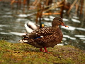 Bird, duck, crossing