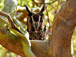 Bird, Owl Ear