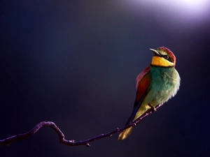 Bird, bee-eater