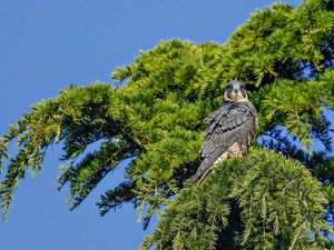falcon, trees, conifer, Bird
