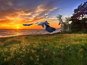 falcon, Great Sunsets, Bird
