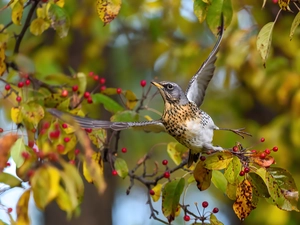 fieldfare, spread, wings, Bird