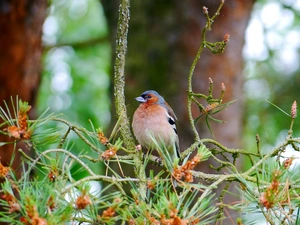 finch, Twigs, forest, Bird